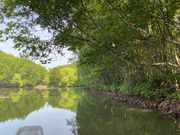 コウモリを探して