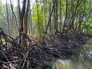 マングローブ林