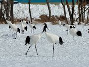 サンクチュアリ