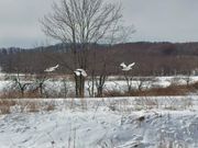 途中で立ち寄った橋で出会えたタンチョウの親子