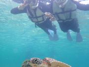 こんな近くでウミガメと遭遇