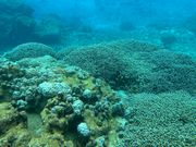 珊瑚礁に群がる魚たち