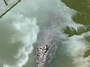 クロコダイルも観れます