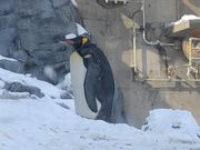 結構大きなペンギン