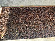 マカダミアナッツ