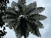 素晴らしいヒカゲヘゴ