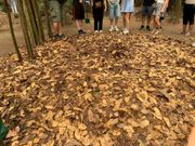 ここに人が潜んでいるなんて驚きですよね。枯れ葉の山の左側に隠れ穴があります