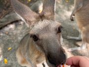 カンガルー餌やり体験