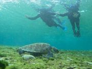 亀と出会えました♪