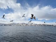 港に戻るときに並走していたカモメたち