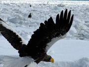 迫力のオオワシ