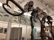 マンモスの化石