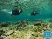 ウミガメと遊泳