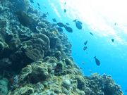 ダイビングは綺麗な珊瑚が間近で見れました！