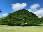 この木なんの木