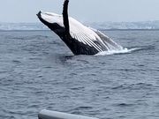 親子くじらのブリーチング