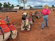 賢いラクダたち