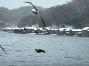 伊根の舟屋とカモメ