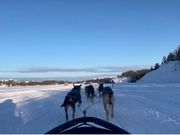 青い空　白い雪原をワンちゃんたちに惹かれて　大自然満喫