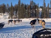 ワンちゃんたちの競演✨