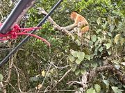 野生のテング猿　結構な頻度で見ることができた