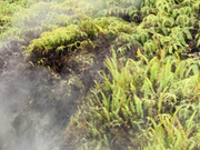 キラウエア火山の周りの蒸気