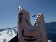 ジョーズ現る^_^