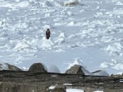 オジロワシがたくさん見えました。