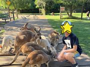 カンガルー・ワラビーに餌やり