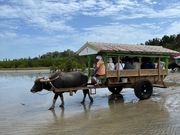 水牛車に乗って由布島へ