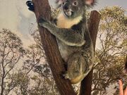 コアラと記念撮影