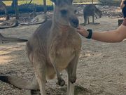 カンガルーの餌やり