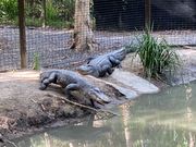 大きいワニは大迫力