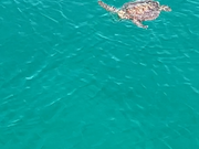 海の中では見れなかったけど船からウミガメが見れました