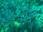 潜水艦から綺麗な珊瑚がたくさんみれます