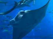 水族館のマンタ