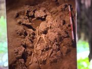 洞窟の中から、何と人間の骨が⁉️