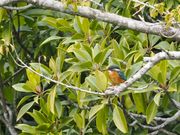 カワセミに遭遇