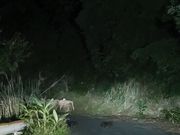 道路にでてきたクロウサギ