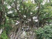 中間ガジュマル