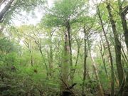 ヤクスギランド