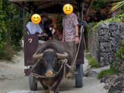 竹富島を水牛車で