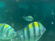 よくわからん魚