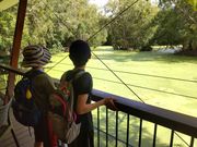 ラグーンでワニが泳いでいます