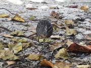 ナンヨウクイナ