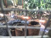 ワニの餌付けショー