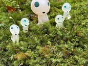 苔むすの森
