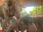 お母さんと双子の子象