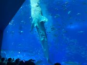 ジンベイさめの餌やり