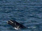 幼い鯨が水面に気体転換